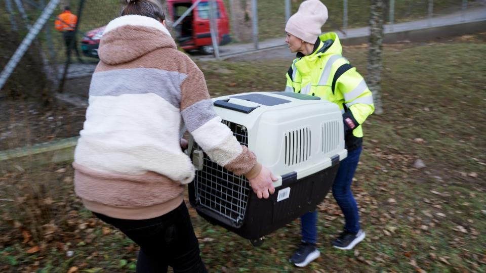 Lenke til artikkel: Påfugler på flyttefot