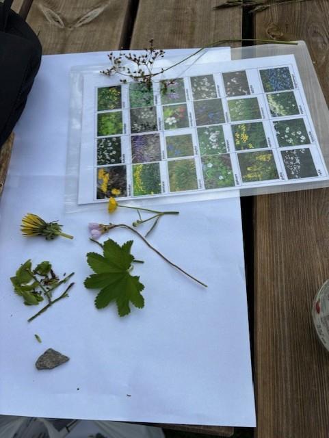 Bildet viser ulike planter plassert på gruppens ark. Vi ser også en utskrift av forskjellige type planter de kan kjenne igjen. - Klikk for stort bilde