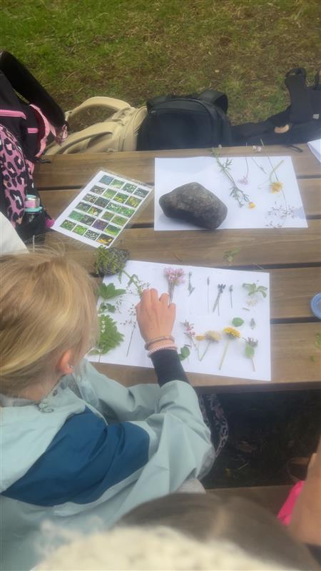 På bildet ser man mange ulike blomster samlet på et ark. Elevene har selv gått i området og funnet blomster og arter.   - Klikk for stort bilde