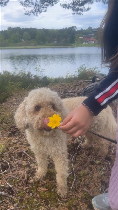 På bildet ser vi rensvikvatnet i bakgrunn. På bildet holder en elev en av blomstene de fant på veien foran hunden Hector som var på besøk. - Klikk for stort bilde