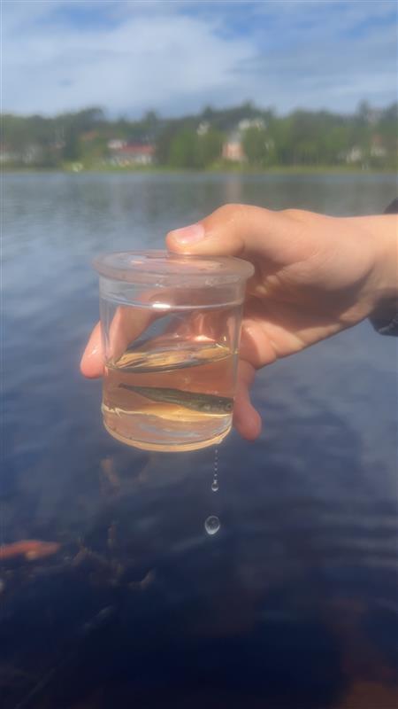 Bildet viser en fisk som elevene klarte å finne. Fisken ble sluppet ut på samme området den ble funnet etter alle fikk sett. - Klikk for stort bilde