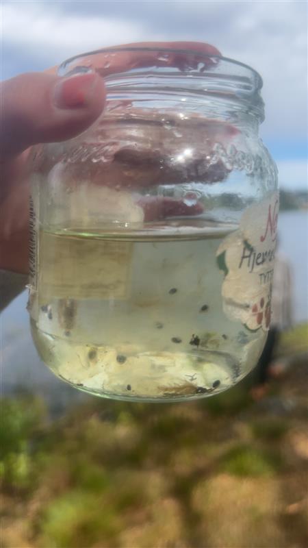 På bildet ser vi en glasskrukke med froskeegg elevene fant. - Klikk for stort bilde